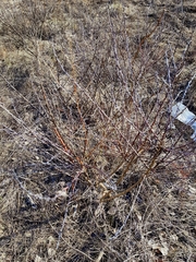 Chamaecytisus ruthenicus