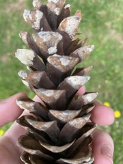 Pinus strobus