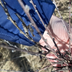 Chamaecytisus ruthenicus