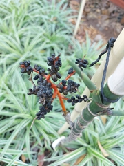 Chamaedorea oblongata