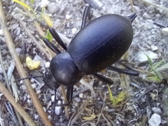 Blaps gigas