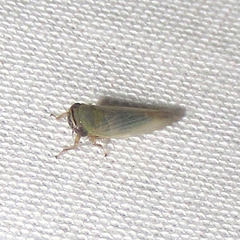 Chlorotettix necopinus