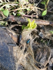 Necrobia violacea