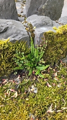 Asplenium trichomanes