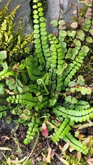 Asplenium trichomanes