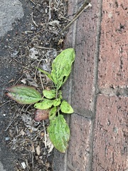 Plantago major