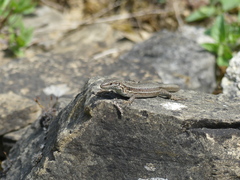 Podarcis muralis