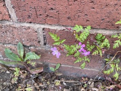 Geranium robertianum