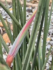 Strelitzia juncea