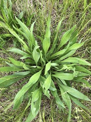 Plantago lanceolata