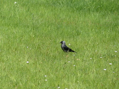 Corvus monedula