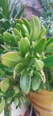Sedum praealtum