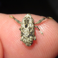 Episcirrus brachialis