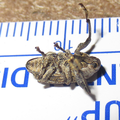 Episcirrus brachialis