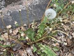 Taraxacum officinale