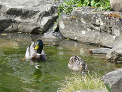 Anas platyrhynchos