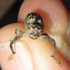 Episcirrus brachialis