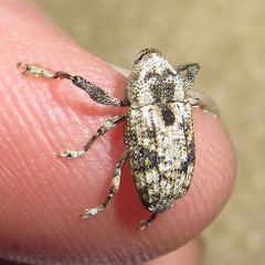 Episcirrus brachialis