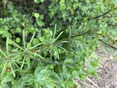 Galium aparine