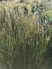 Hypodiscus argenteus