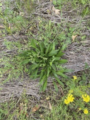 Plantago lanceolata