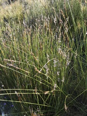 Hypodiscus argenteus