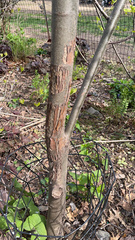 Cryphonectria parasitica