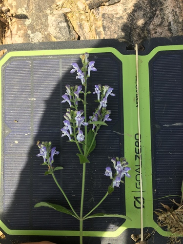 Scutellaria elliptica var. hirsuta