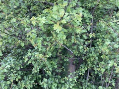Crataegus monogyna