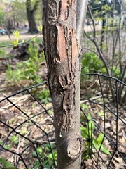 Cryphonectria parasitica