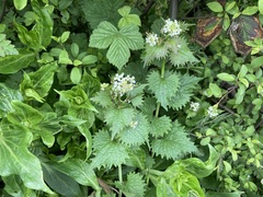 Alliaria petiolata