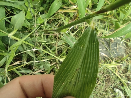 East Indian bristlegrass (Setaria barbata)