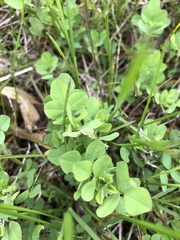 Trifolium campestre
