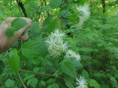 Neviusia alabamensis