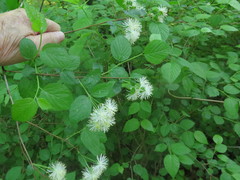 Neviusia alabamensis