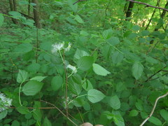 Neviusia alabamensis