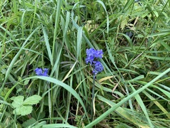 Hyacinthoides hispanica