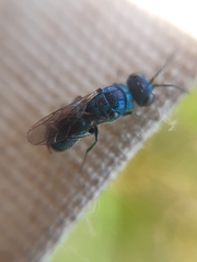 Trichrysis