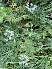 Anthriscus sylvestris