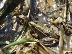 Pelophylax