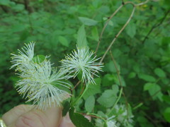 Neviusia alabamensis