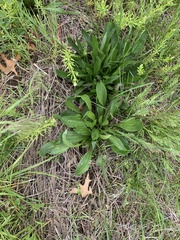 Plantago lanceolata