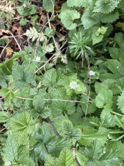 Rubus