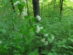 Neviusia alabamensis