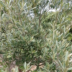 Olea europaea