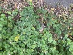 Sisymbrium officinale