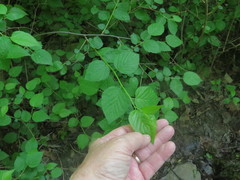 Neviusia alabamensis