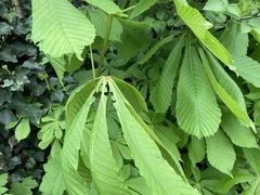 Aesculus hippocastanum