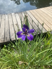 Iris brevicaulis