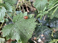 Harmonia axyridis